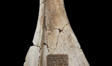 Ox-scapula from Avebury