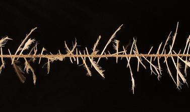 ‘Witch's ladder’ made of rope tied with feathers, England.