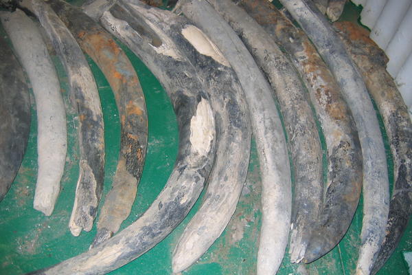Elephant ivory cargo in the storeroom of the Oranjemund mine. Photo by: Shadreck Chirikure 