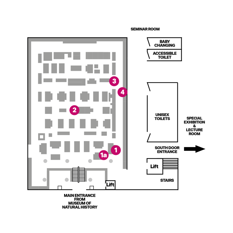 Nothing Without Us: Experiences of Disability Trail Map for the Ground Floor Floor plan of ground floor of museum showing case location and trail stops highlighted with pink spots